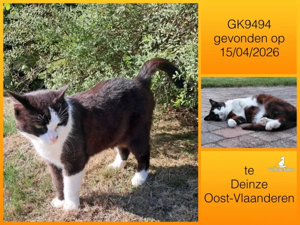Gevonden kat