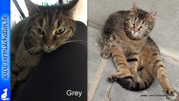 Grey