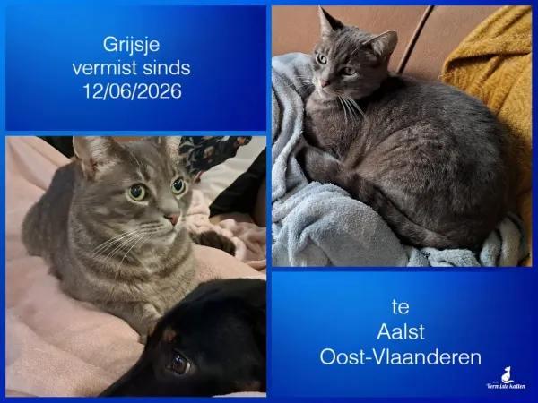 Grijsje