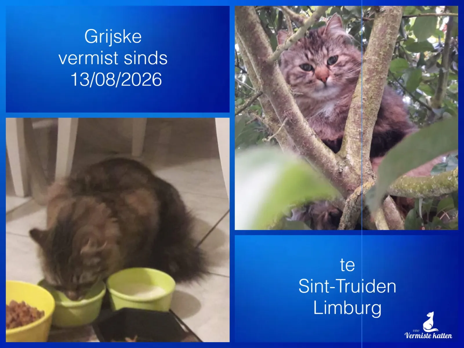 GRIJSKE