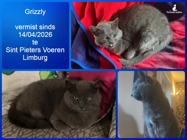 Grizzly