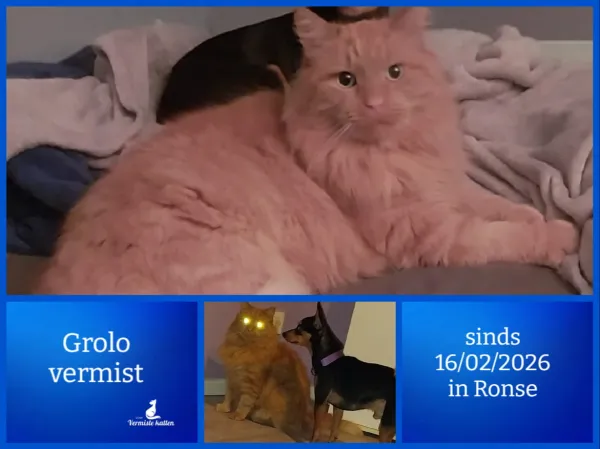 Grolo