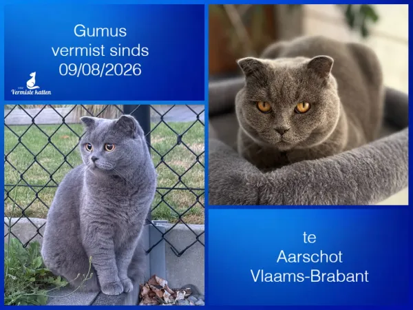 Gumus