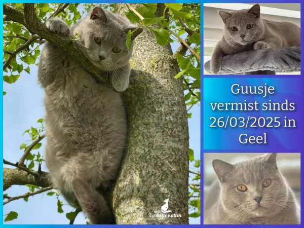 Guusje