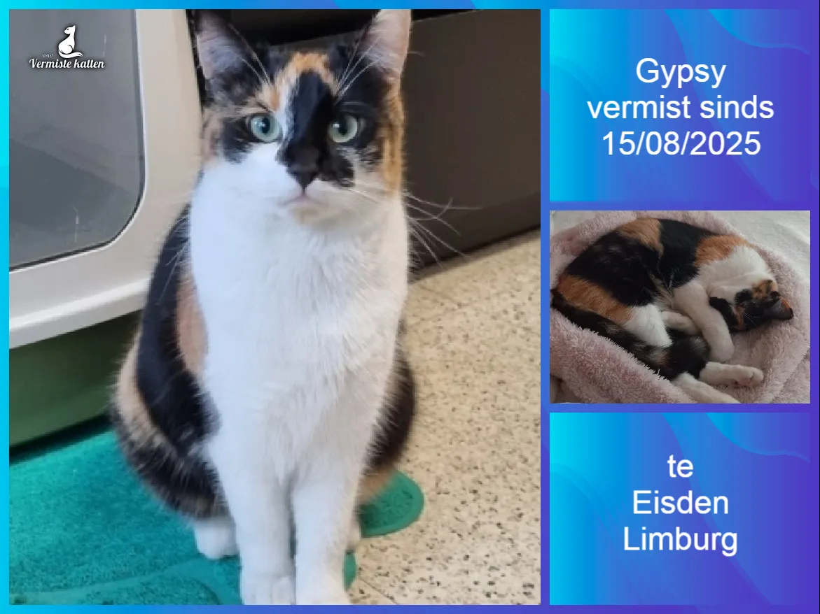 Gypsy