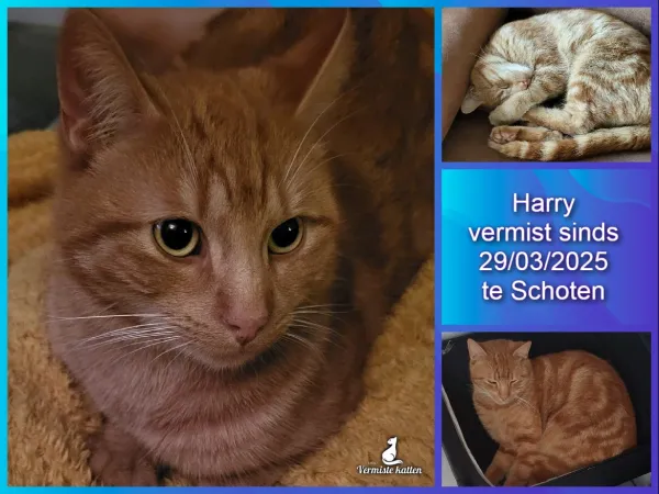 Harry