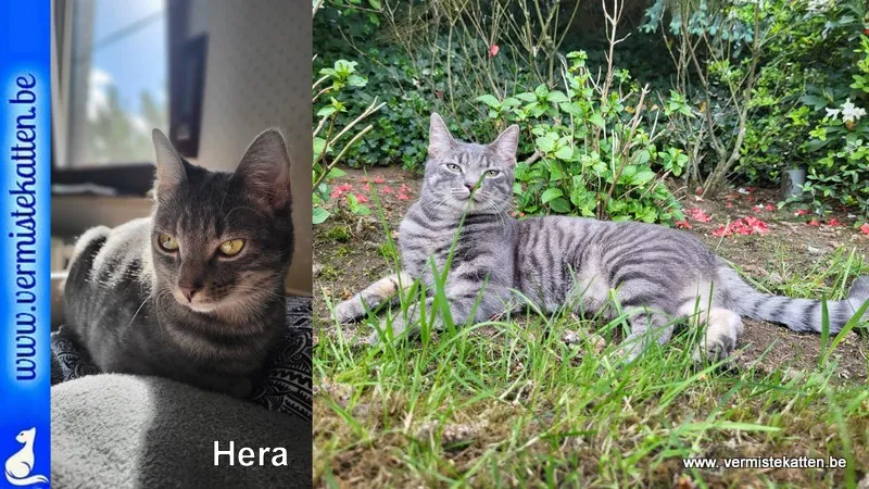 Hera