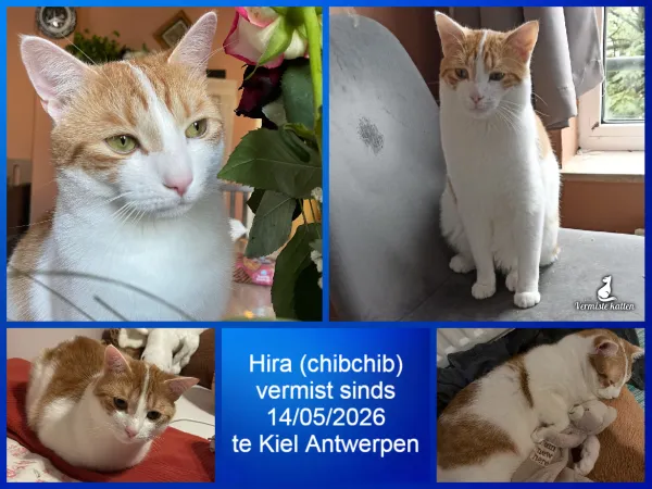 Hira/chibchib