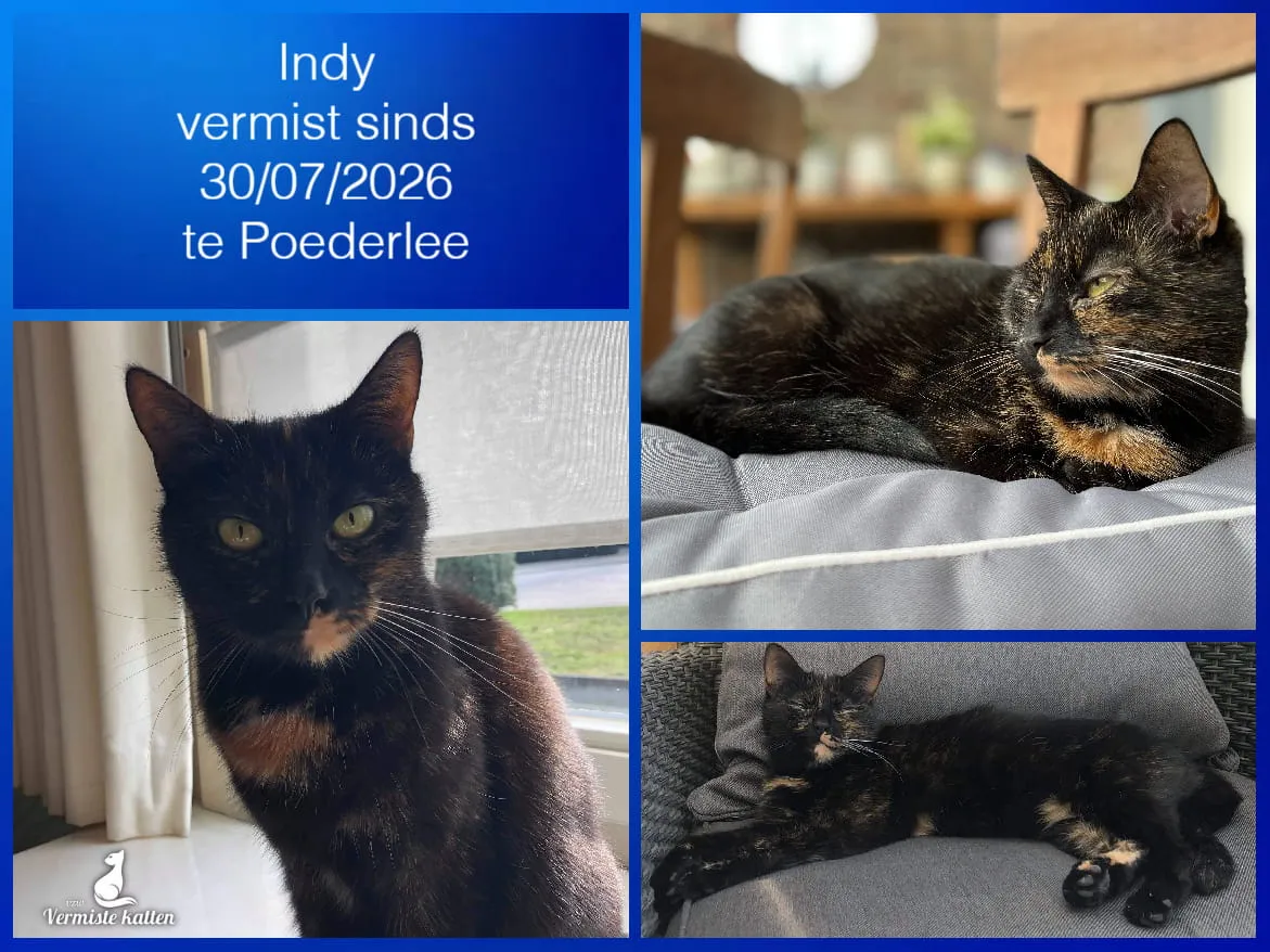 Indy
