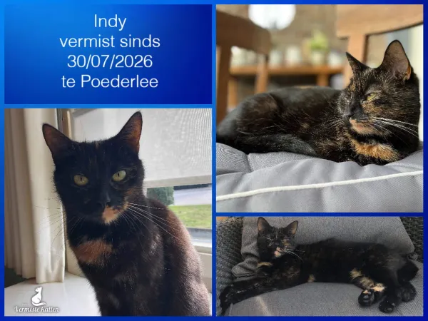 Indy