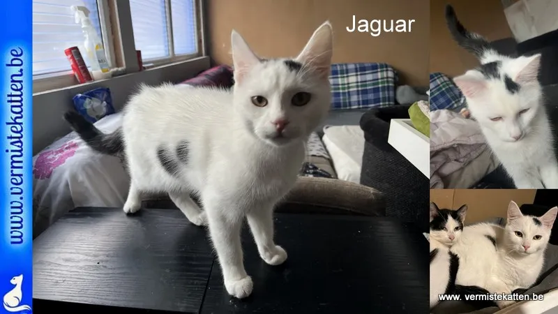 Jaguar