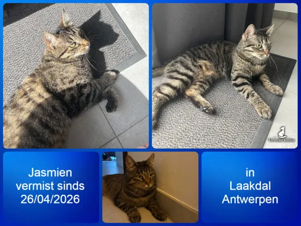 Jasmien