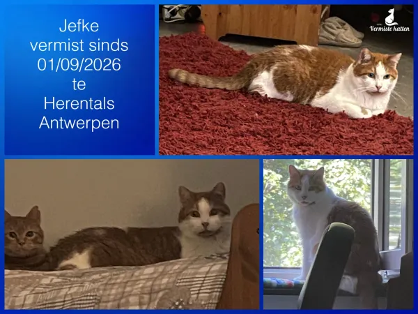 Jefke