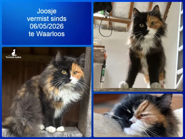 Joosje