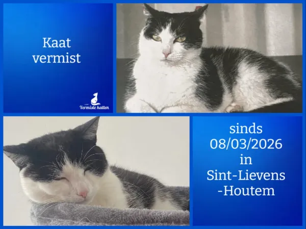 Kaat