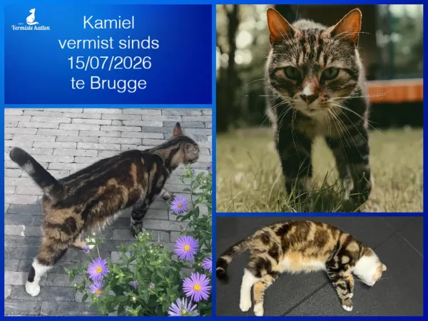 Kamiel