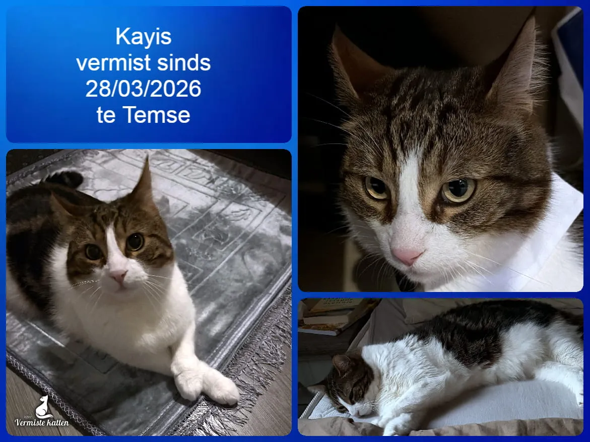 Kayis