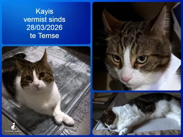 Kayis