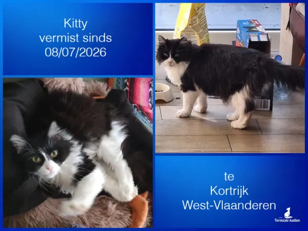 Kitty