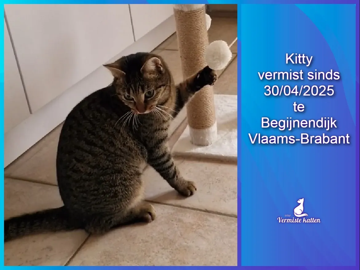 Kitty