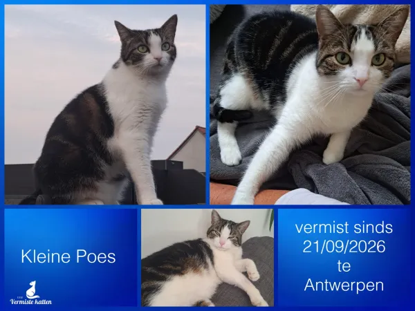 Kleine Poes
