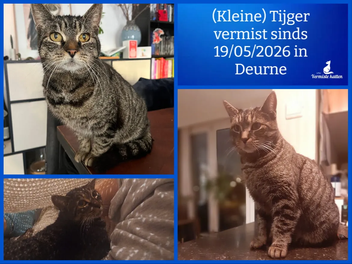 (Kleine) Tijger