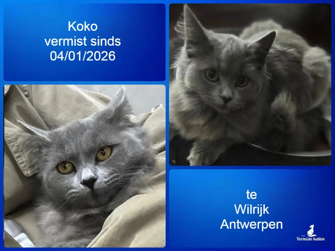 Koko