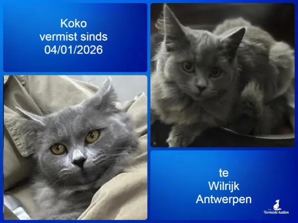 Koko