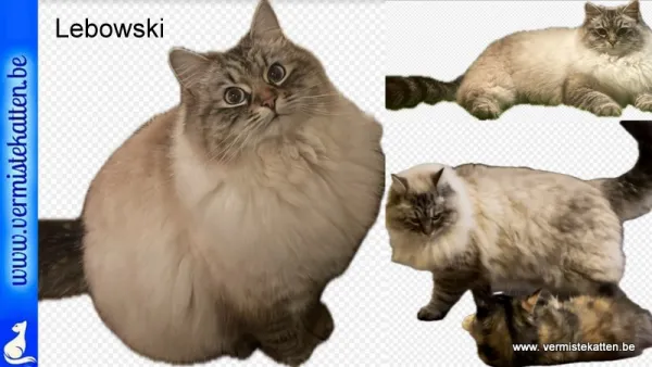 Lebowski