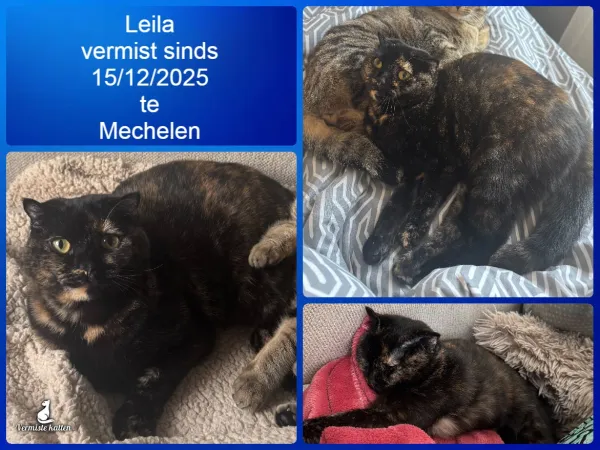 Leila