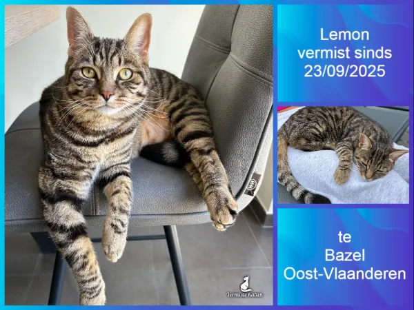 Lemon