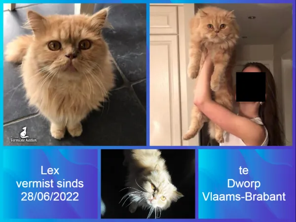 Lex