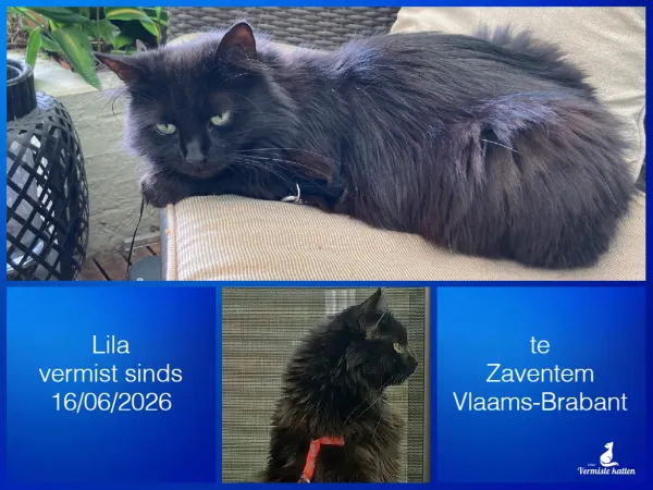 Lila