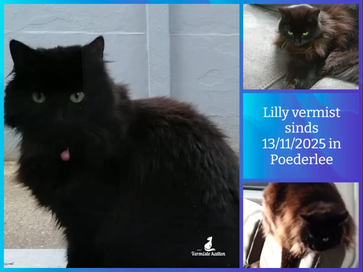 Lilly
