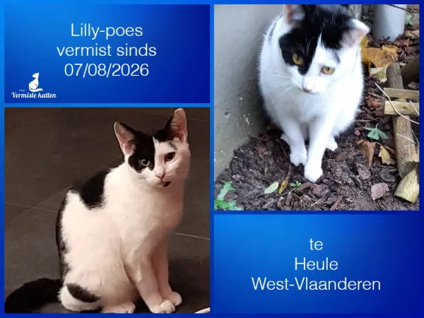 Lilly-poes