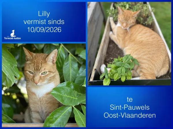 Lilly