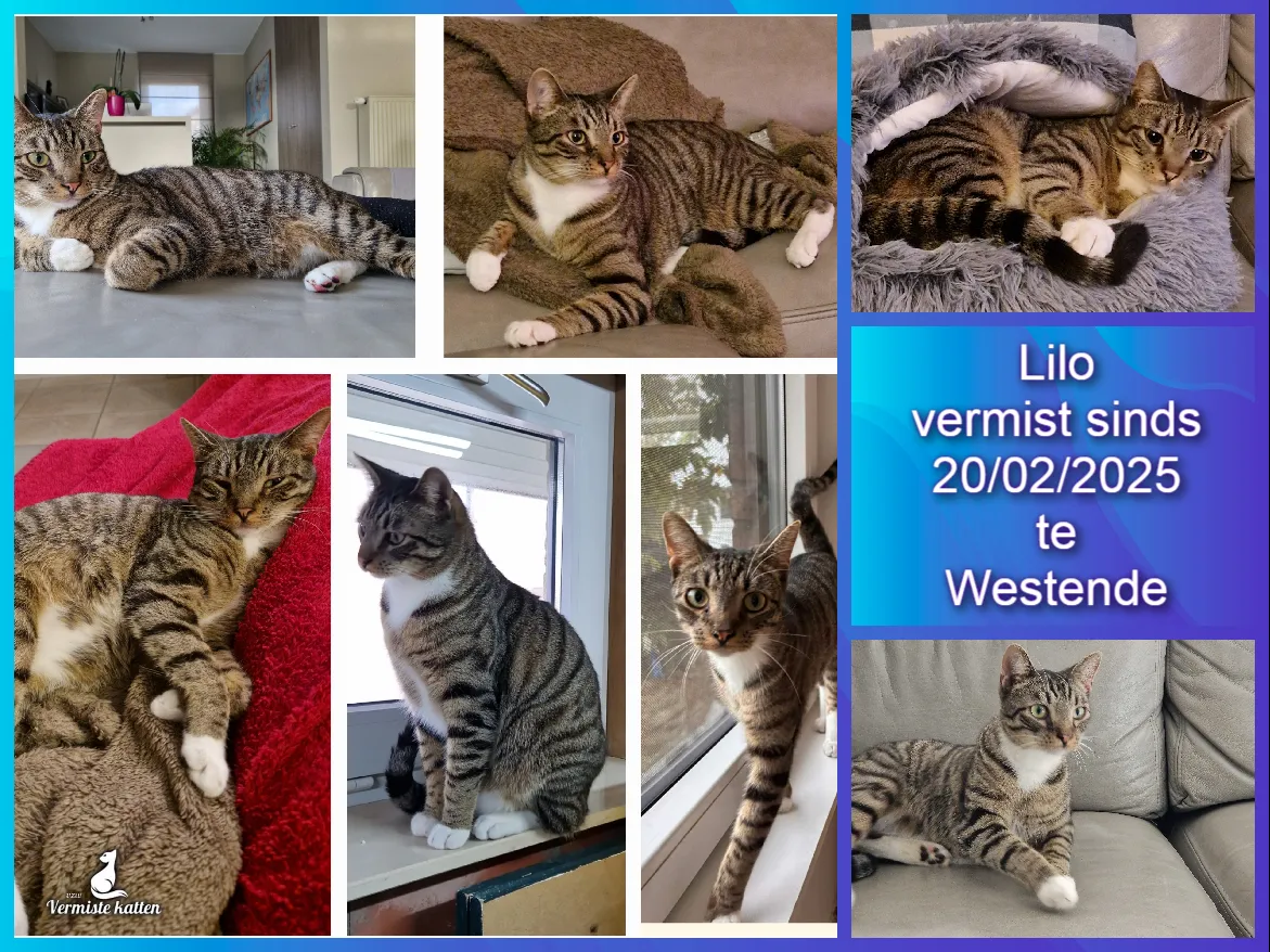 Lilo