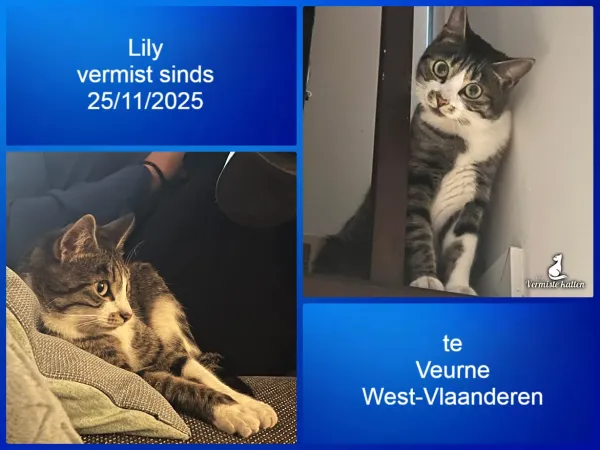 Lily