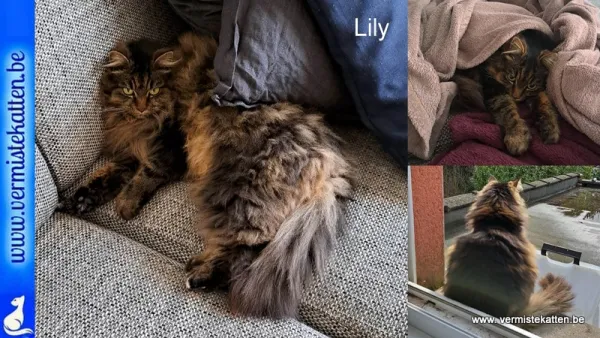 Lily