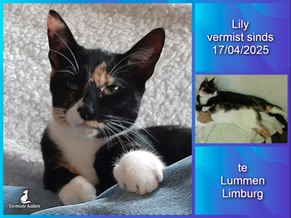 Lily