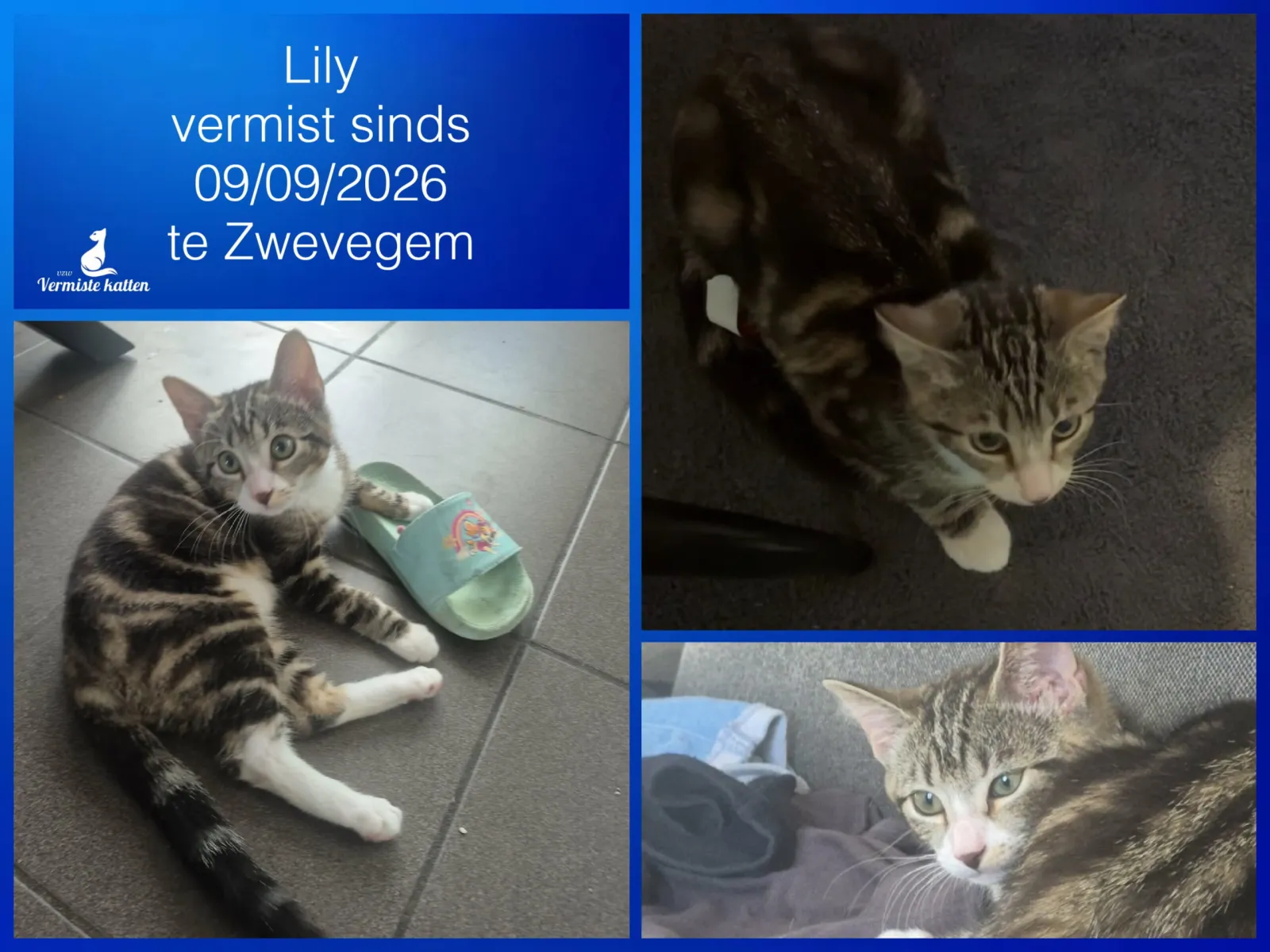 Lily