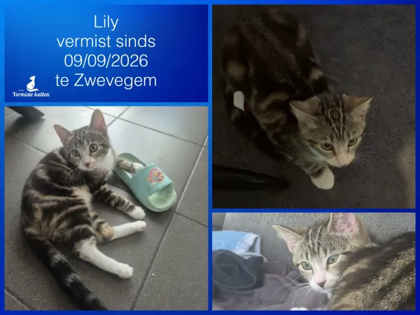 Lily