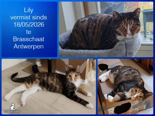 Lily