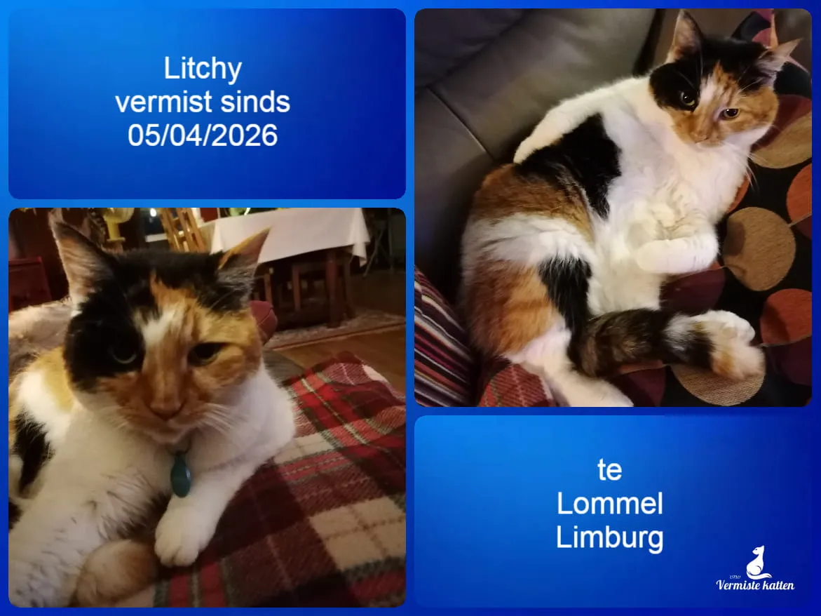 Litchy