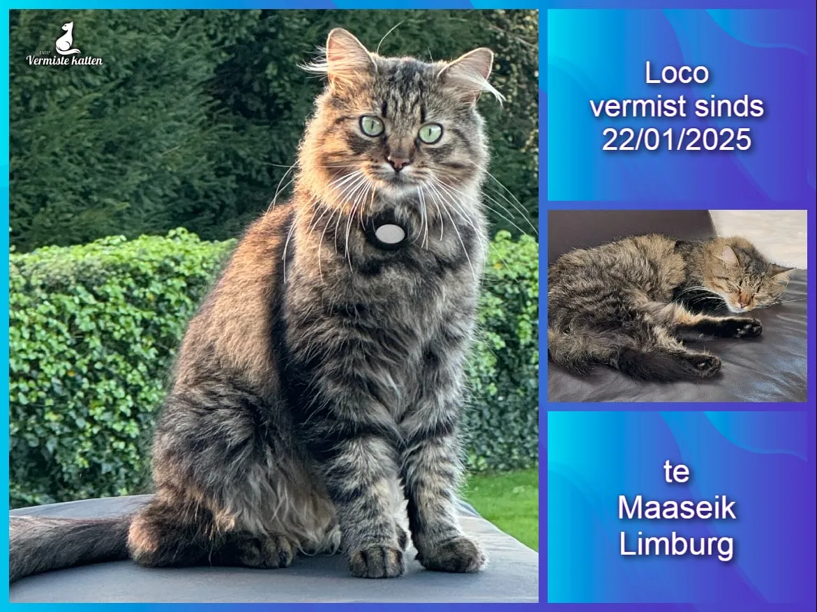 Loco