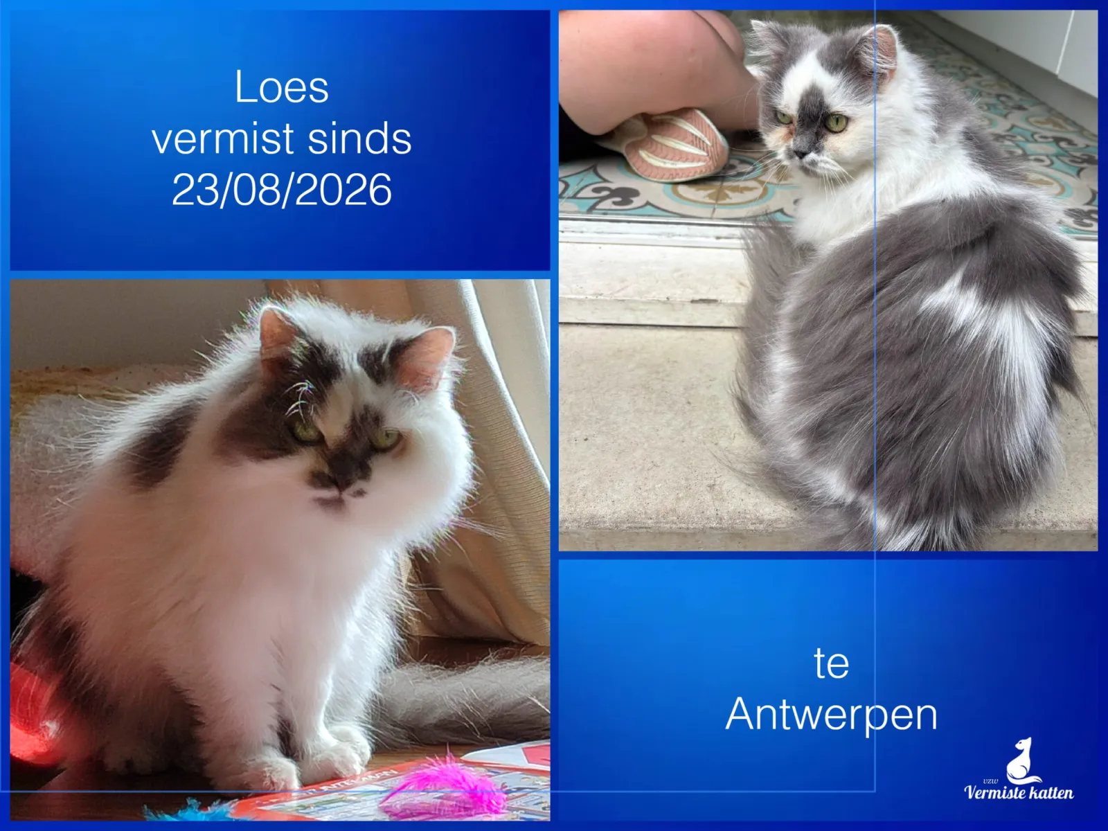 Loes