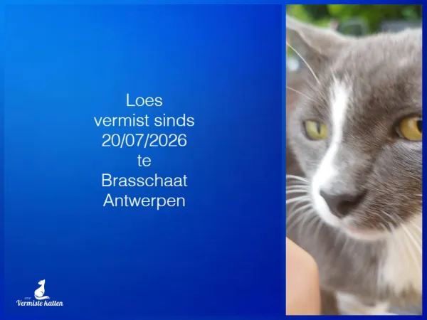 Loes