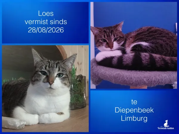 Loes