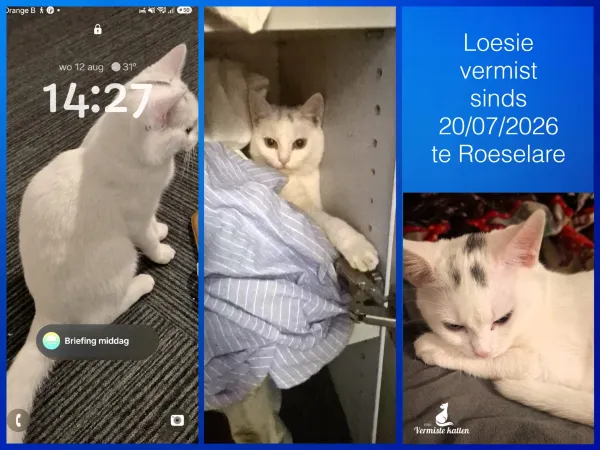 Loesie