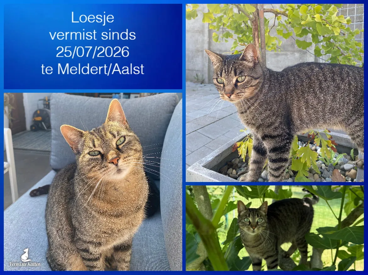 Loesje